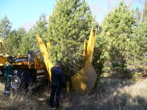 В пересадке крупномеров неоценима помощь техники