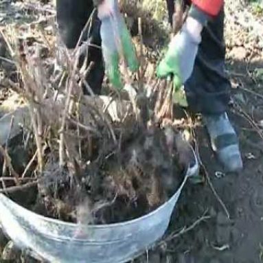Когда пересаживать клубнику на новое место осенью: сроки и технология