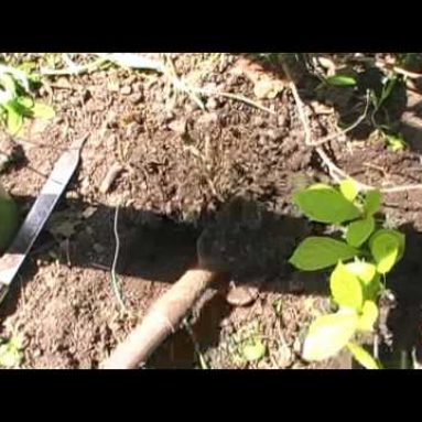 Лимонник китайский в Подмосковье: посадка и уход