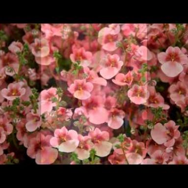 Диасция ампельная: фото, выращивание из семян, посадка и уход