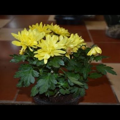 Уход за комнатной хризантемой в домашних условиях