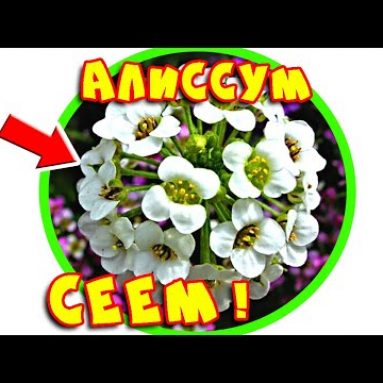 Посадка лобулярии морской: выращивание из семян в домашних условиях