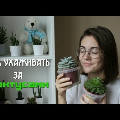 4 лучшие подкормки для кактусов, чтобы не болели