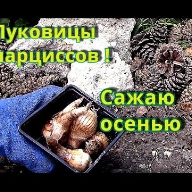 Посадка нарциссов осенью: важные нюансы процедуры