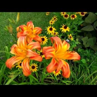 С какими цветами сочетаются лилейники в дизайне сада, фото