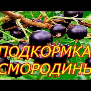 Подготовка смородины к зиме: комплексная осенняя подкормка