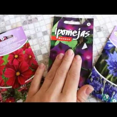 Василек махровый: его выращивание из семян