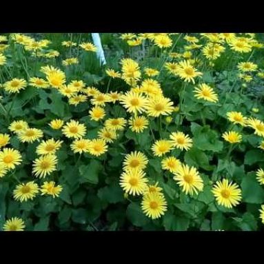 Посадка и уход за дороникумом: сорта, фото