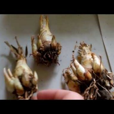 Выращивание туберозы: описание, посадка и уход, фото цветов