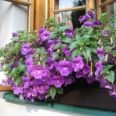 Изящный ахименес: уход в домашних условиях и описание с фото