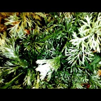 Однолетняя полынь и другие виды: фото