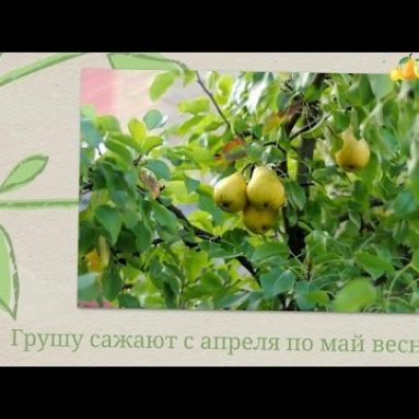 Всем хороша Лесная красавица: и плодами, и неприхотливостью, и зимостойкостью