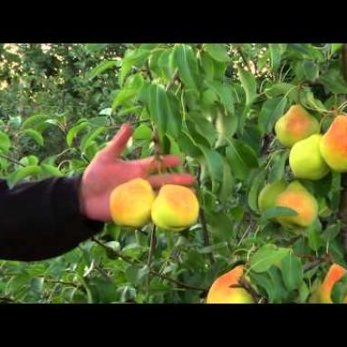 Груша Памяти Яковлева: выращиваем зимостойкий и урожайный сорт