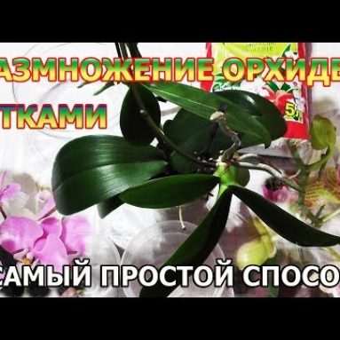 Как рассадить орхидею в домашних условиях: советы, фото