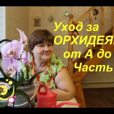 Как размножаются орхидеи в домашних условиях?