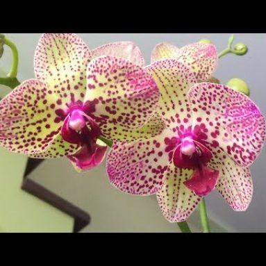 Как после покупки ухаживать за орхидеей в домашних условиях