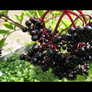 Где растет растение черная бузина в России