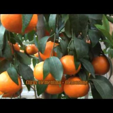 Что такое кумкват — характеристика этого фрукта