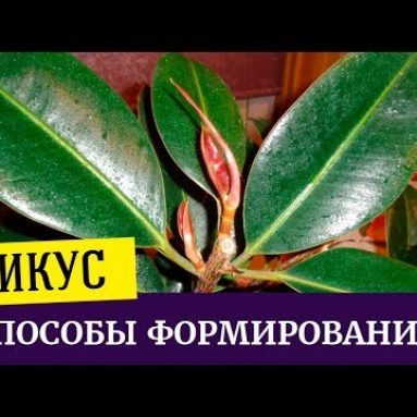 Как сформировать крону фикуса каучуконосного: обрезка, фото