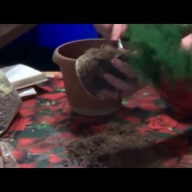 Неприхотливые тенелюбивые комнатные растения: названия и фото