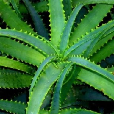 Алое: как проводить уход за растением