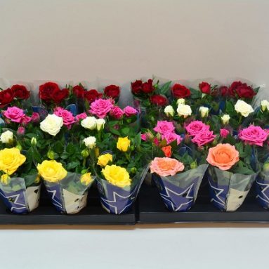 Роза мини микс: как проводить уход в домашних условиях