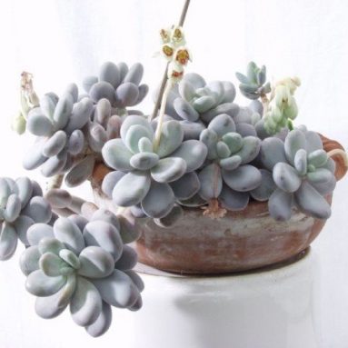 Загадочный «лунный камень»: разновидности пахифитума и особенности ухода в домашних условиях