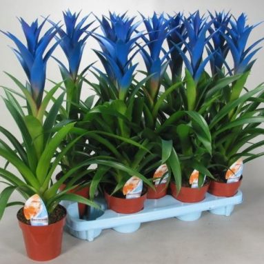 Уход за бромелией в домашних условиях: советы, фото