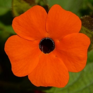 Нежная тунбергия: фото, выращивание из семян и дальнейший уход