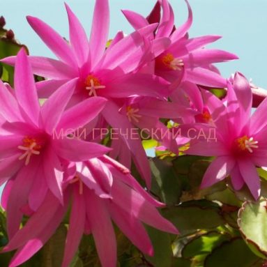 Рипсалидопсис (Пасхальный кактус): уход в домашних условиях