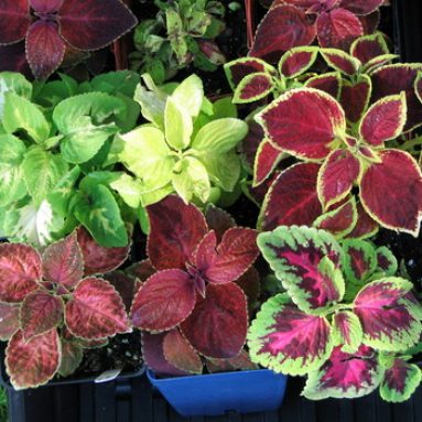 Выращивание колеуса: сорта и фото цветов