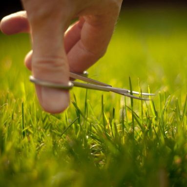 Выбираем лучшую альтернативу газонной траве