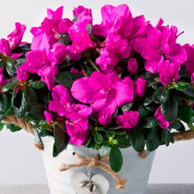 Почему украденные растения лучше приживаются дома