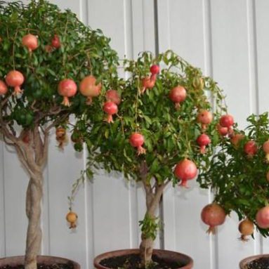 Комнатный гранат — уход и выращивание в домашних условиях