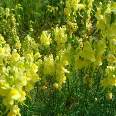 Необыкновенны свойства сорняка льнянки обыкновенной