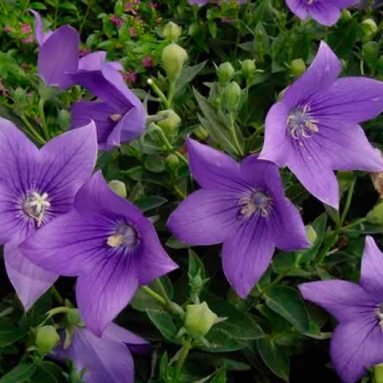 Платикодон: сорта и особенности выращивания из семян, посадки и ухода