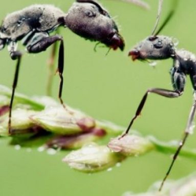 Как защитить домашние растения от «нападений» домашних питомцев