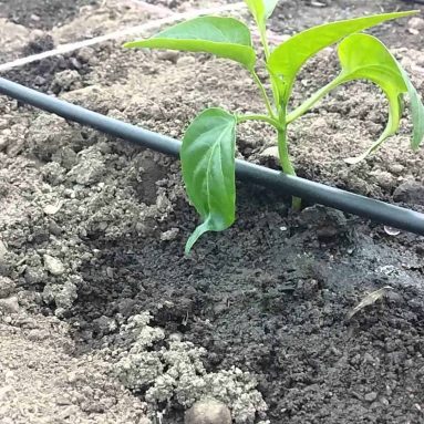 Системы капельного орошения: что нужно знать