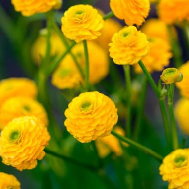 Лютик: популярные сорта, фото цветов