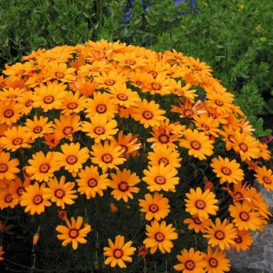 Способы выращивания садовой урсинии из семян