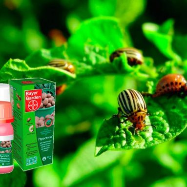 Препарат «Престиж» от колорадского жука