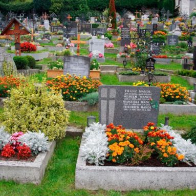 Какие цветы посадить на кладбище, чтобы они цвели все лето