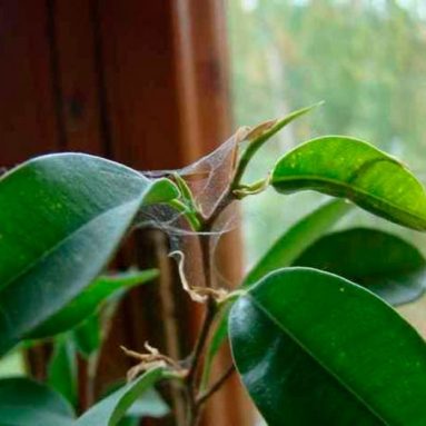 Паутинный клещ на комнатных растениях: как бороться в домашних условиях?