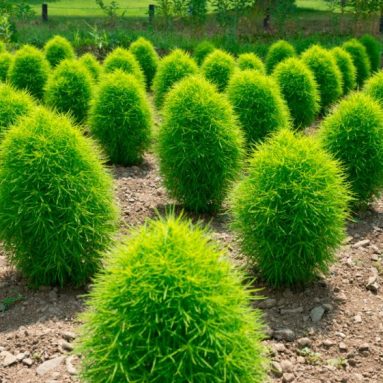 Выращивание кохии из семян, когда сажать?