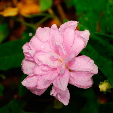 Калистегии: особенности посадки и ухода, фото растений