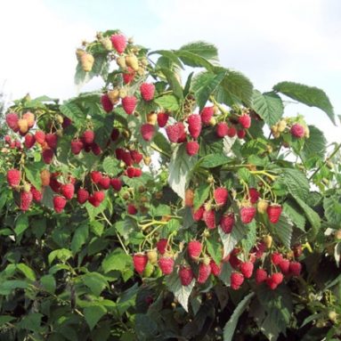 Обрезка и обработка малины, от вредителей и болезней весной