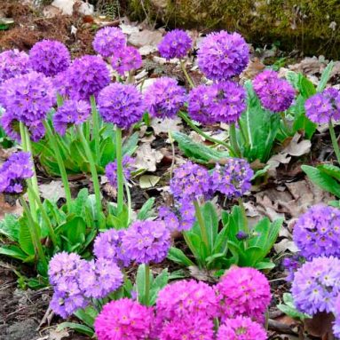 Выращивание примулы из семян в домашних условиях