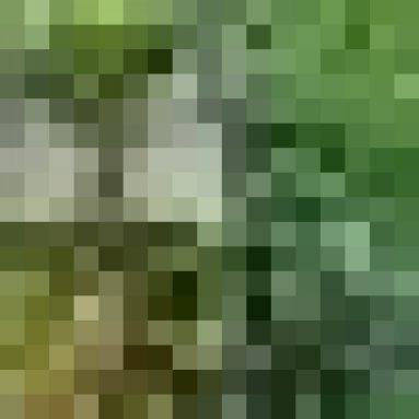 Жимолость: название и описание сортов, их фото