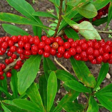 10 самых ядовитых растений мира