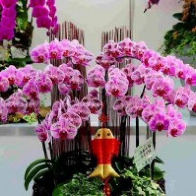 Какие растения цветут весь год в квартирах